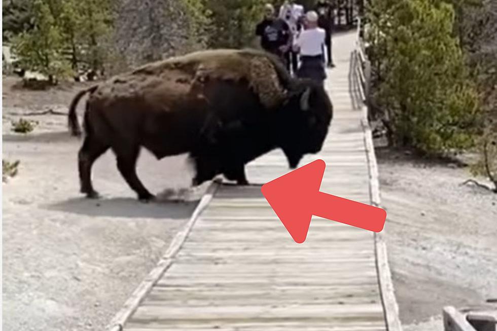 A Wyoming Bison So Big, It’s Breaking Boardwalks