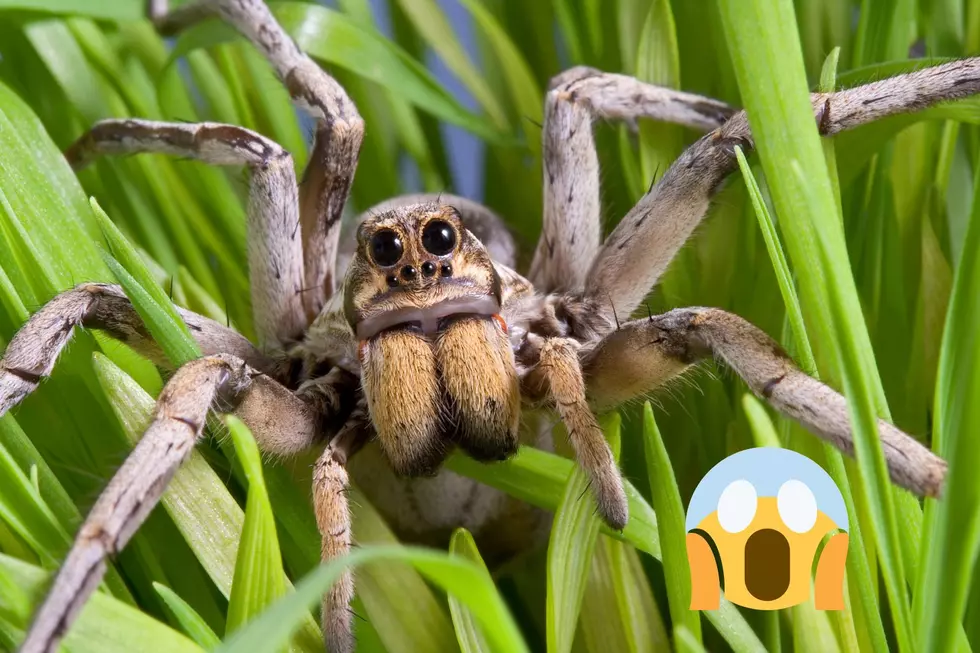 Carolina Wolf Spider