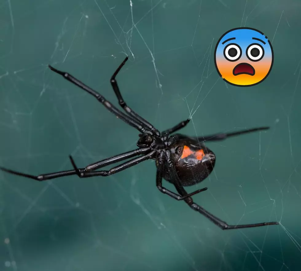 Western Black Widow