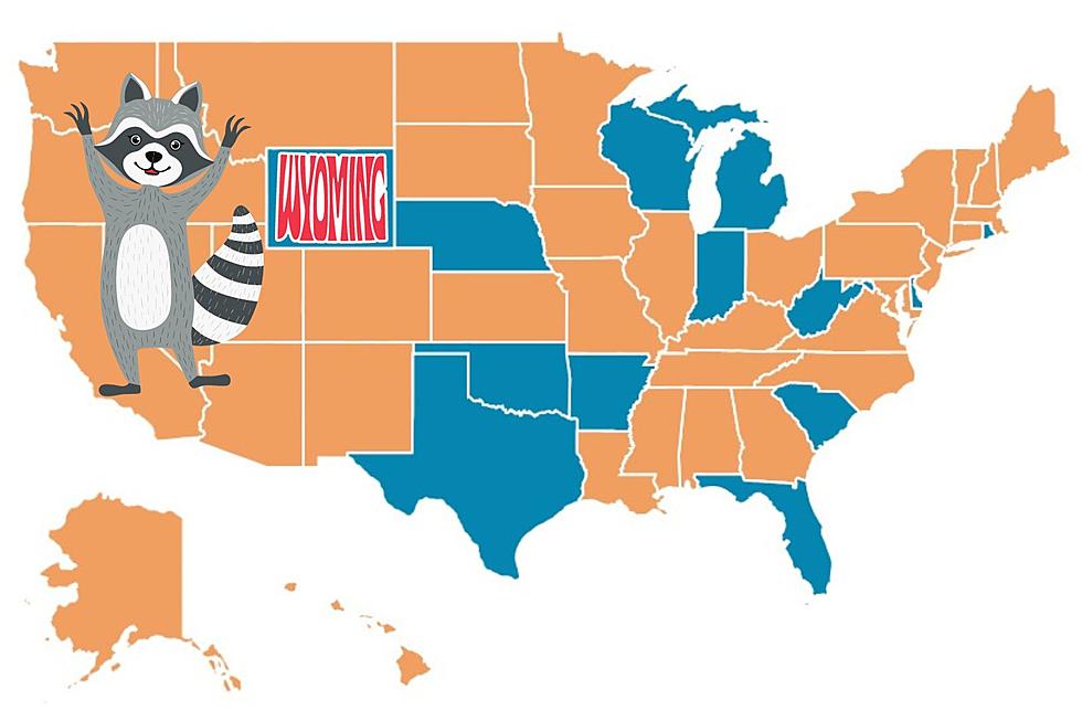 Wyoming Is One Of The Few Pro-Raccoon States