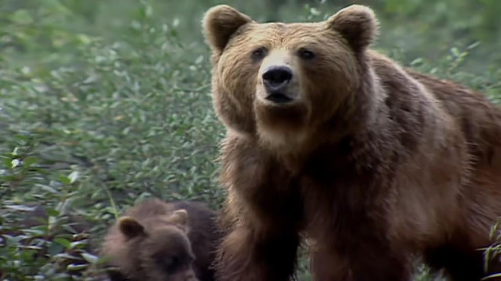 Man Survives A Surprise Grizzly Attack In Wyoming
