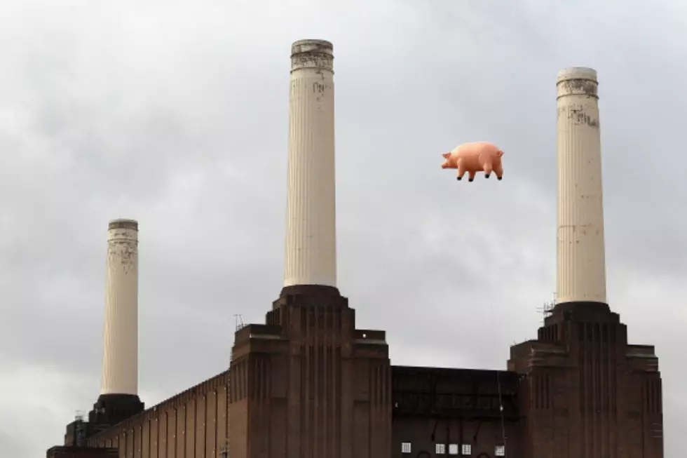 The Pink Pig Flies Again [VIDEO, PHOTO]