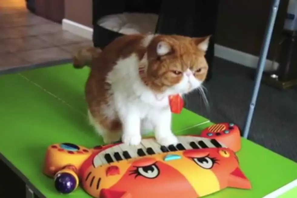 New &#8216;Keyboard Cat&#8217; Bangs Out a Tune on Cat Keyboard [VIDEO]