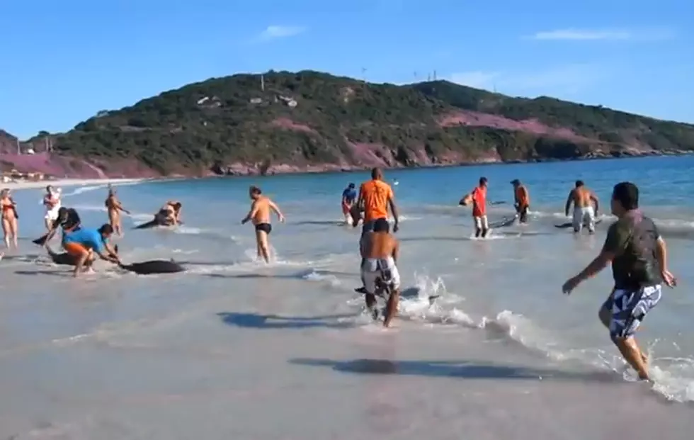 Beached Dolphins Rescued By Beach Goers[Video]