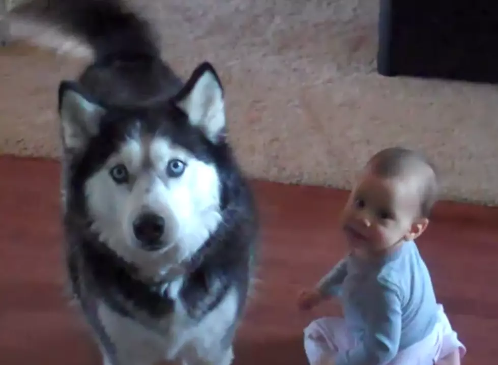 New Evidence Shows: Dogs and Babies Speak The Same Language, Plotting Takeover [VIDEO]