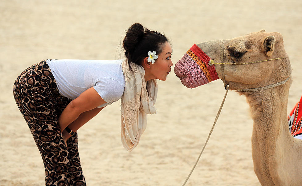 This Camel Is Not Into HUUUUUUMP DAYYYY [VIDEO]