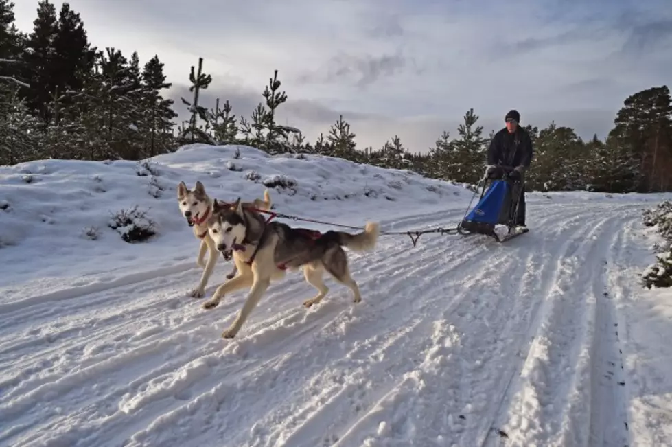 Casper Mountain Sled Dog Races This Weekend