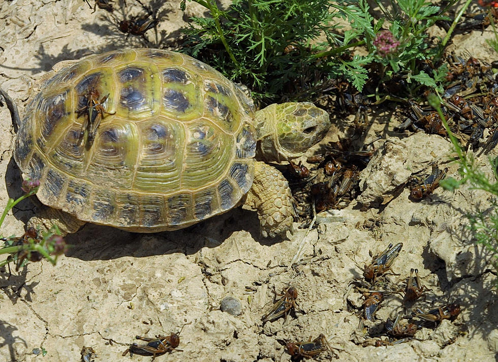 A Turtle Shakes Its a$$ Better than You [VIDEO]