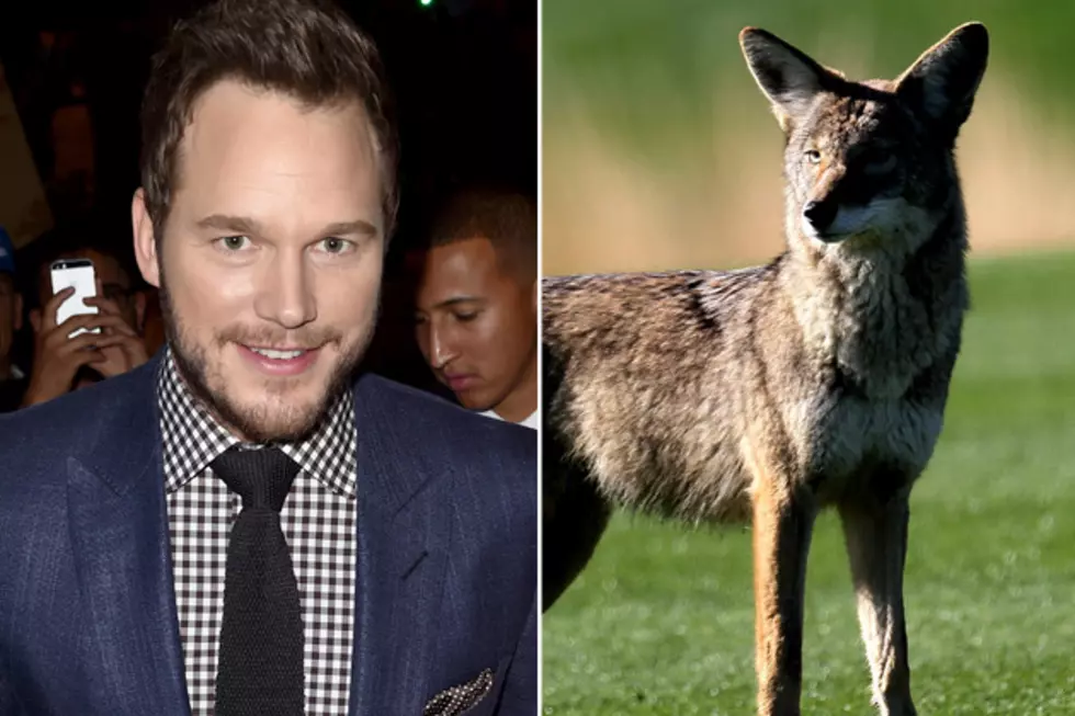 Chris Pratt Hunts Coyotes In WY