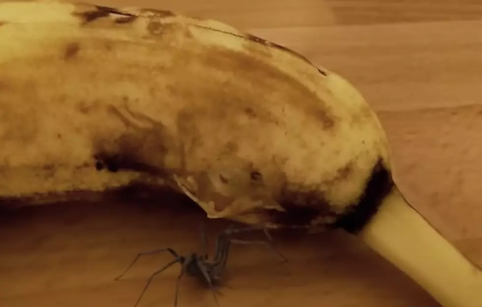 Spider Bursts Out Of A Banana; I’m Never Eating Fruit Again [VIDEO]