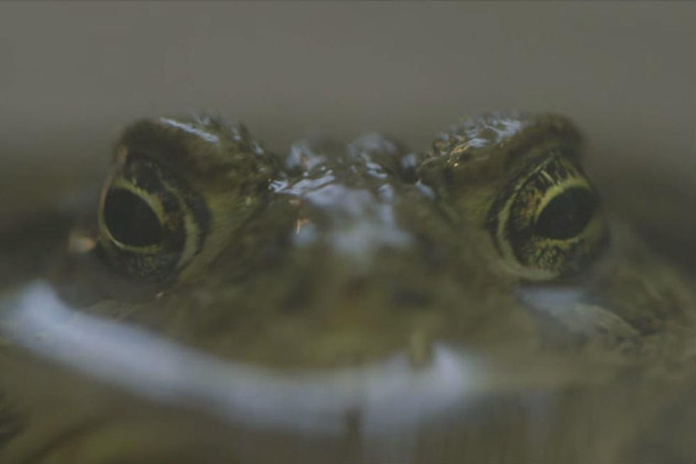Saving the Wyoming Toad [VIDEO]