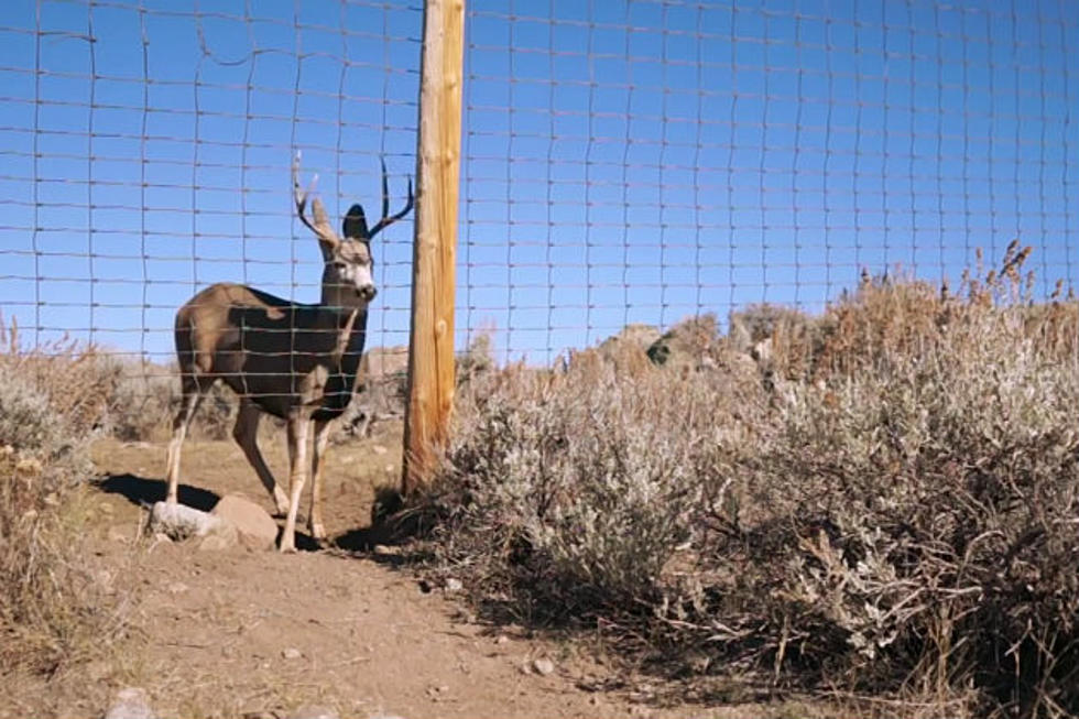 Wyoming Mule Deer Migration [VIDEO]