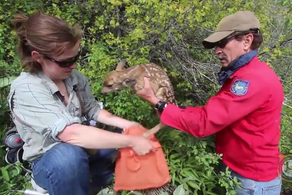 Mule Deer Project Update from Wyoming Game and Fish [VIDEO]
