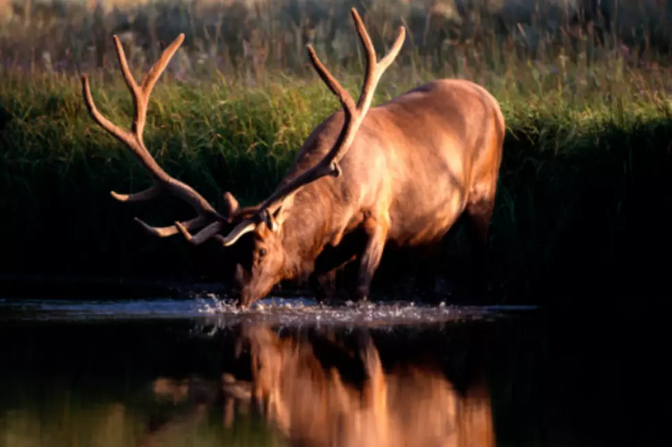 How Are The Elk Beating The Heat This Year?