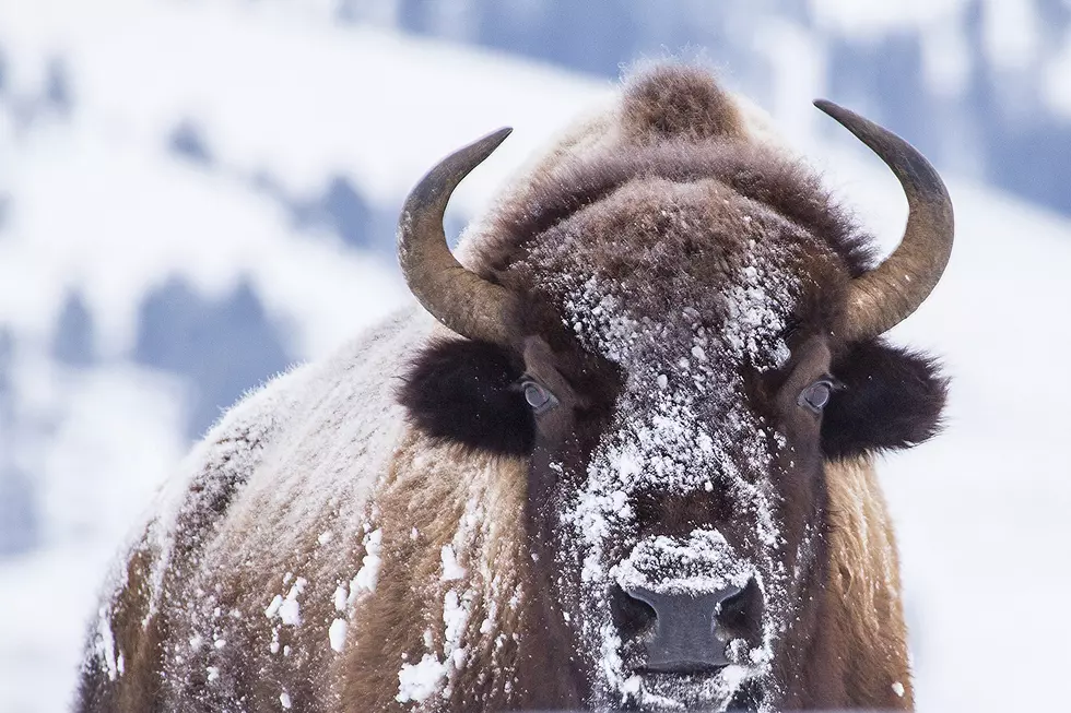 Who Needs A Shovel When You’re A Wyoming Bison?