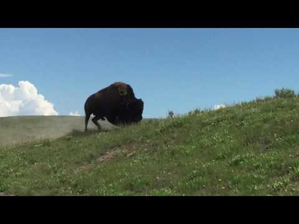 Cute Video Of A Buffalo Rolling In The Grass In Yellowstone