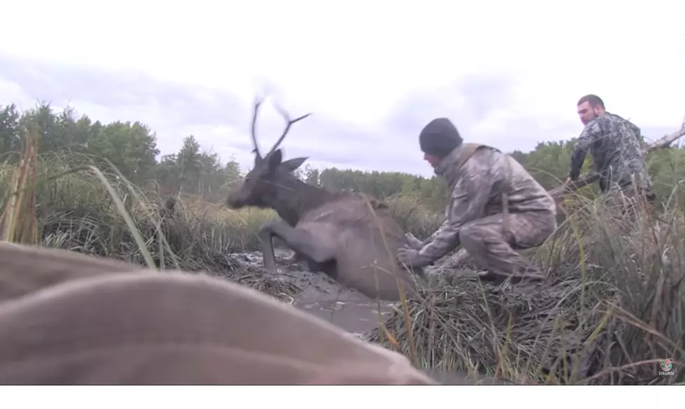 Elk Gets Rescued By Two Hunters After Falling Into A Mud Hole