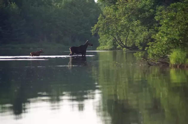 Watch: Baby Moose Almost Got Taken Away By The Current Of A River