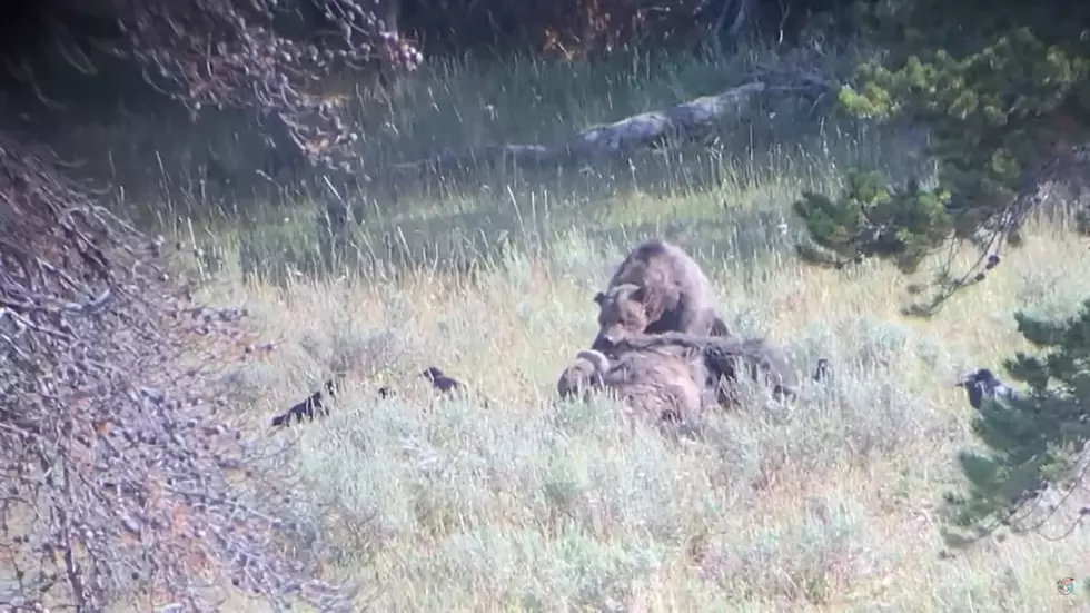 Grizzly Shows It's Strength By Flipping Over 1.5 Ton Bison