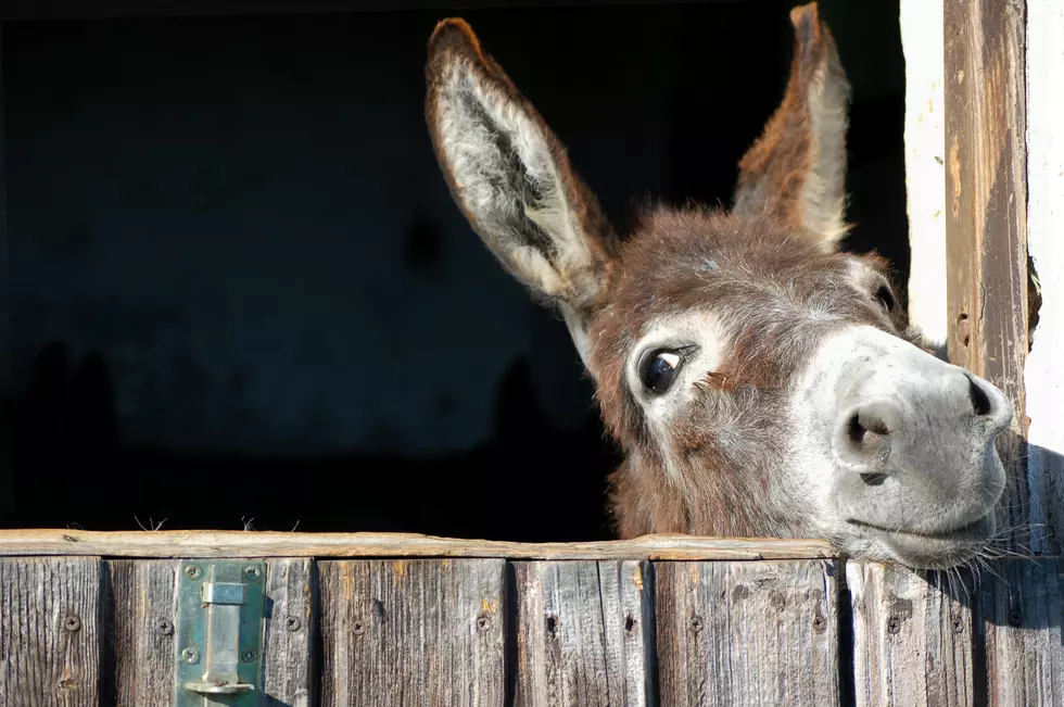 Here’s A Video Of An Adorable Donkey For Your Enjoyment