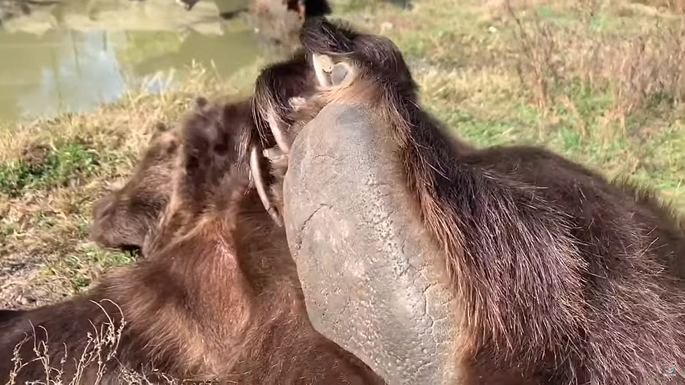 [Video] Leo the Grizzly Loves Tummy Scratches