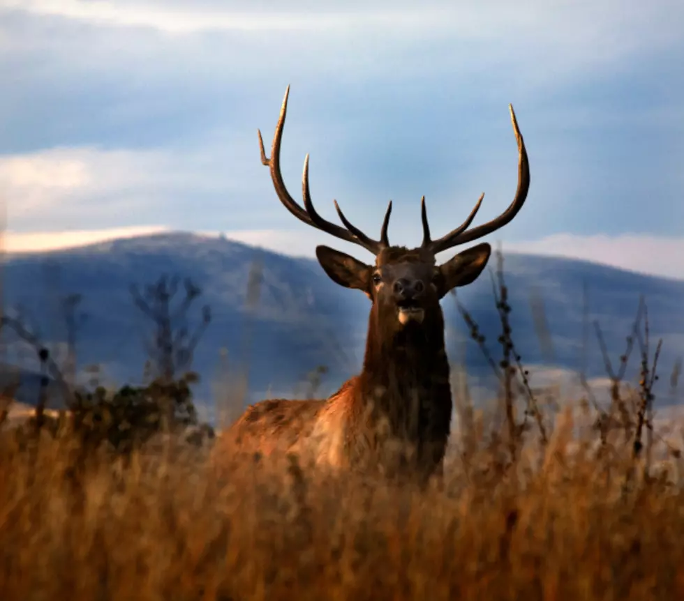 [Video] Elk Breaks Away From Herd To Say Hello