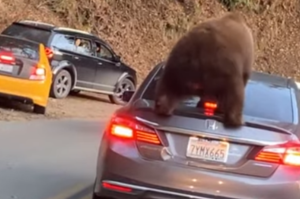 [VIDEO] Test Your Cars Suspension and Have A Bear Jump On It