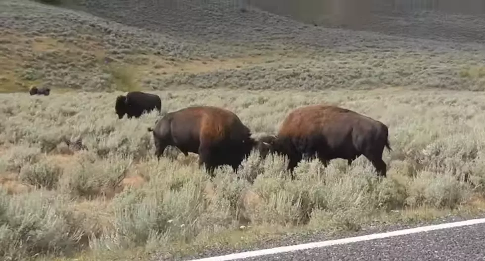 [VIDEO] You Have to See This Up Close Bison Battle