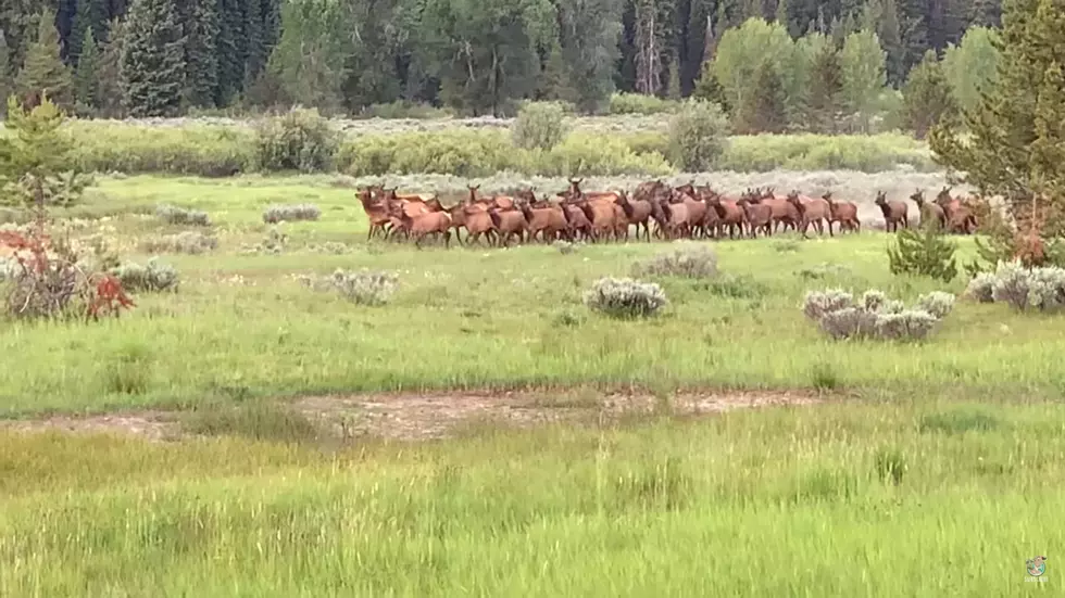 [VIDEO] Baby Grizzly Hunts Herd Of Elk In Yellowstone