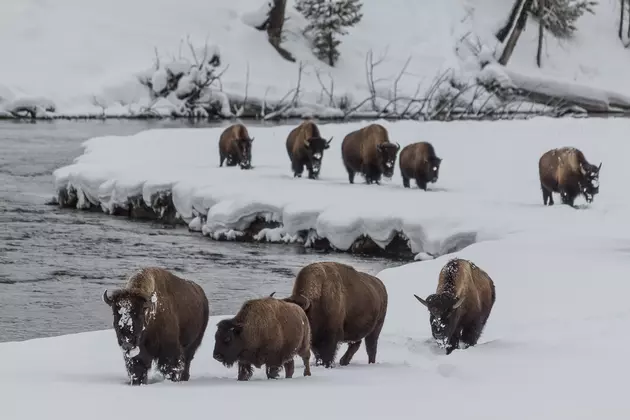 [VIDEO] Scary Bison Stampede Charges Towards Bus In Yellowstone