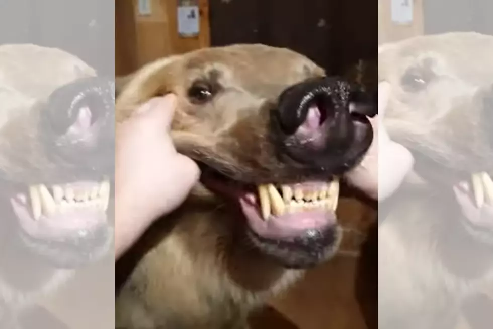 [VIDEO] Russian Bear Named Semyon Shows Off His Pearly Whites