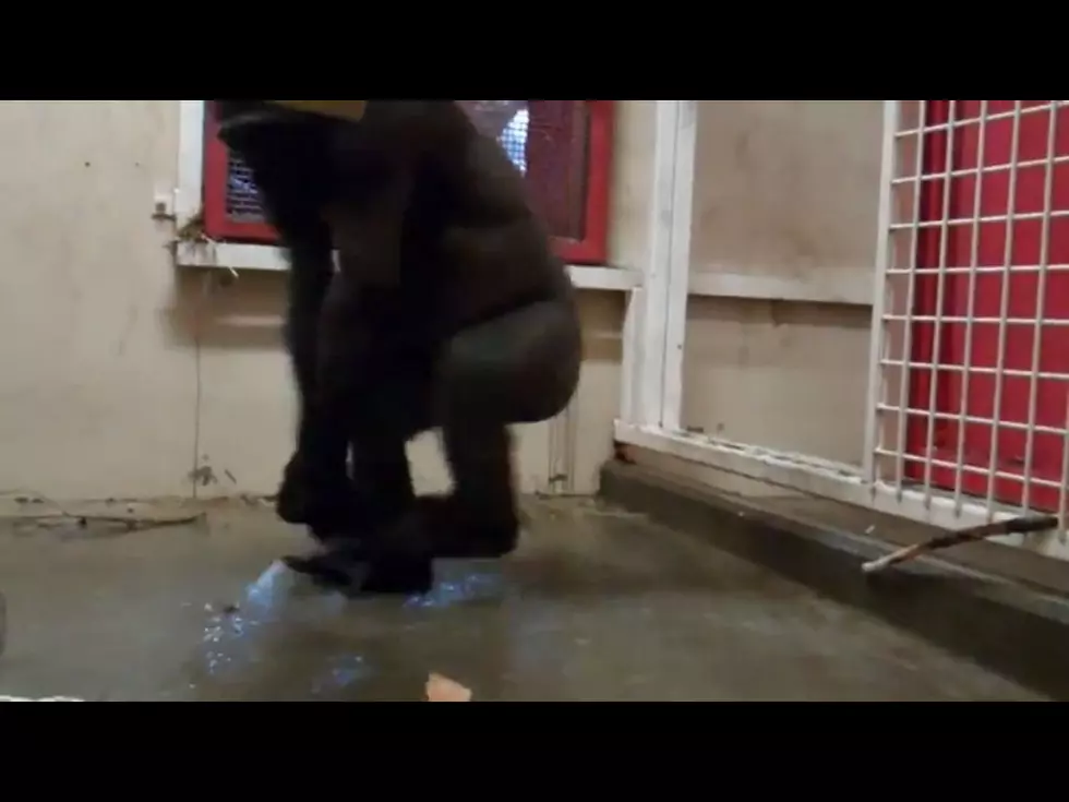 Ever See A Gorilla Break Dance? [VIDEO]