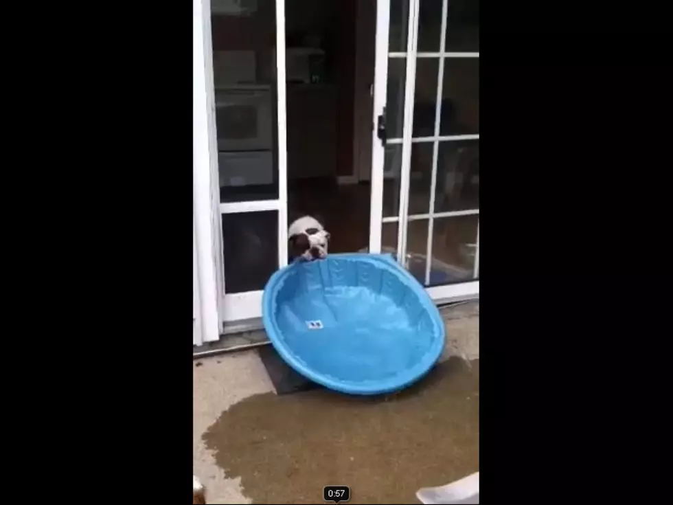 Even Dogs Are Trying To Beat The Heat Wave [VIDEO]