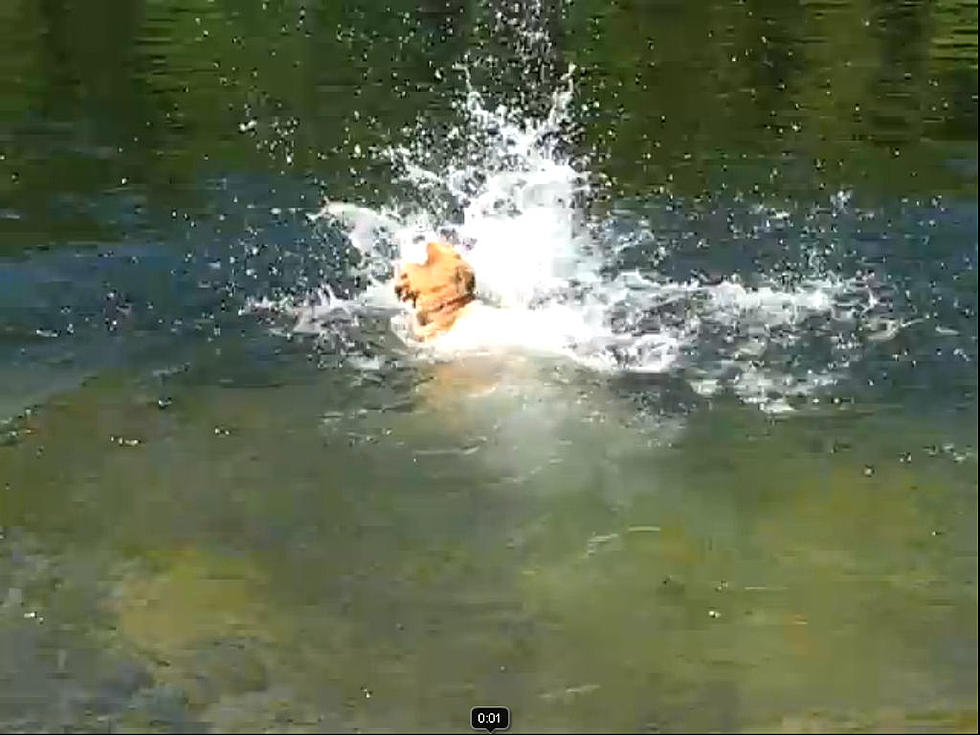 And Now A Dog Who Can’t Swim [VIDEO]
