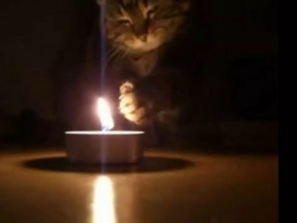 Pyromaniac Cat Is Infatuated With Open Flame [VIDEO]