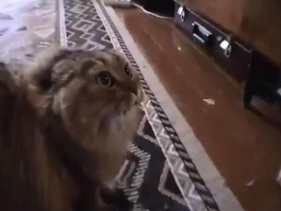 ‘No No No’ Cat Is Not a Fan of Lou Reed and Metallica Album [VIDEO]