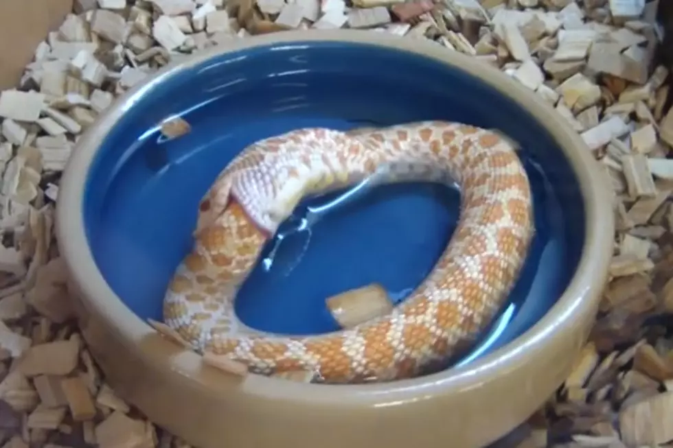 Watch A Snake Eat Itself [VIDEO]