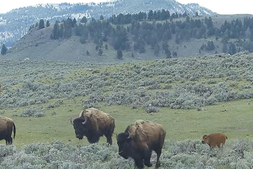 Wyoming is Where the Bison Run Free [VIDEO]