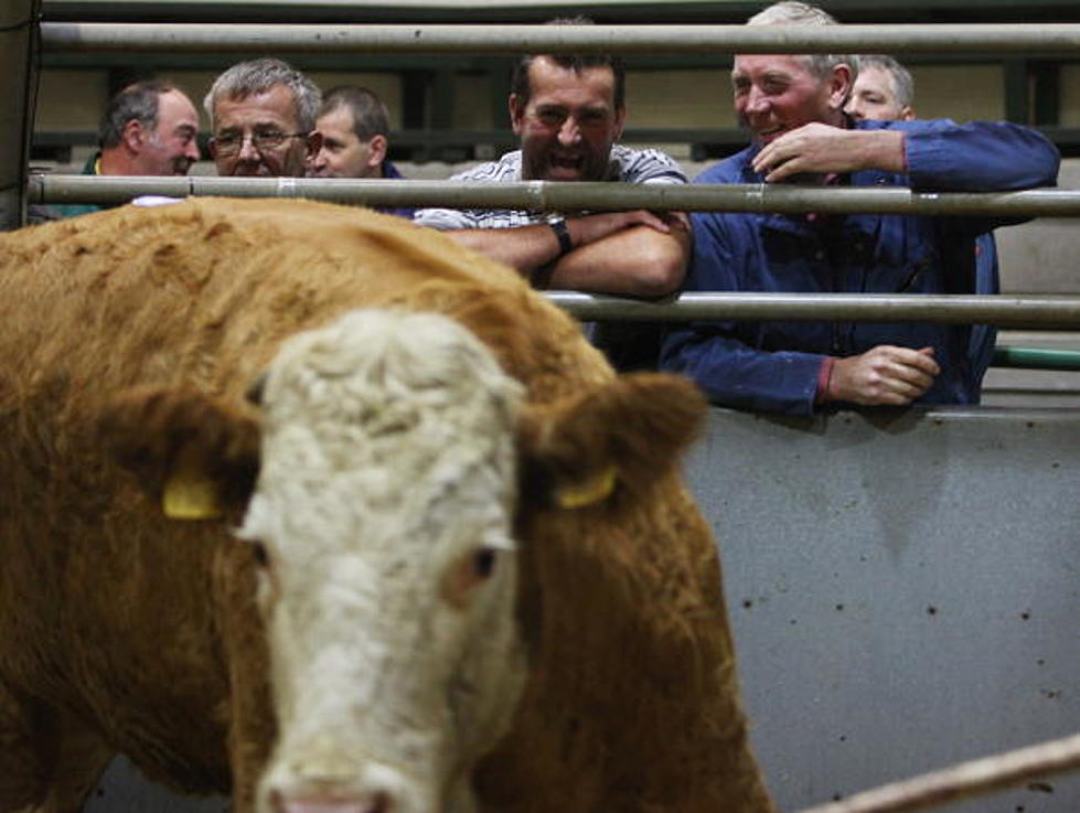 Cattle Prices Up, But So Are Producer’s Costs