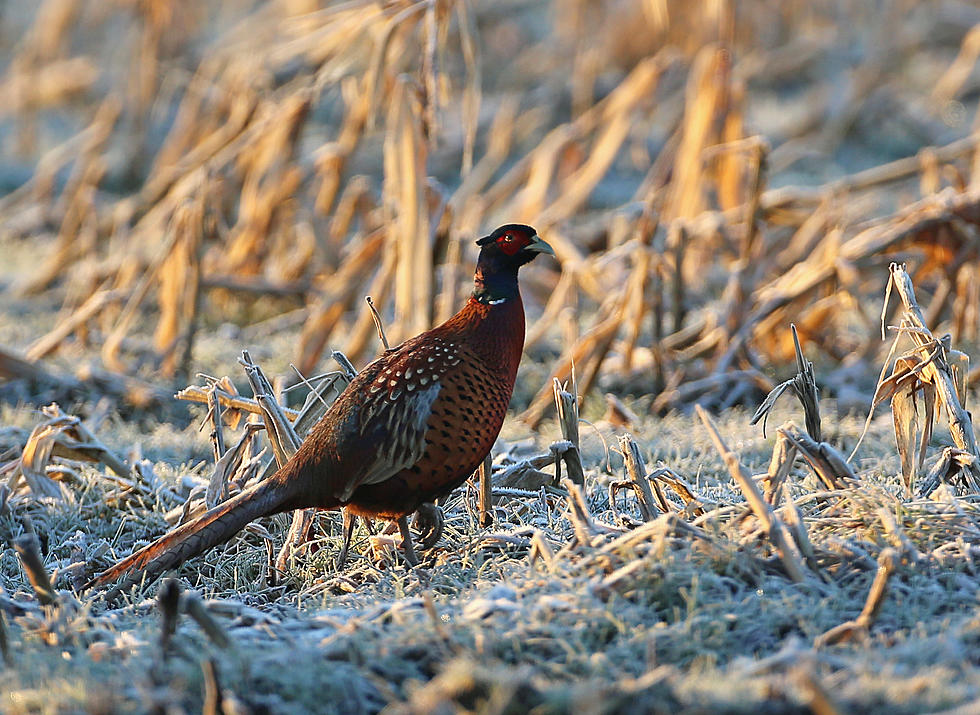 Licenses And Stamps Not Available For Pheasant Hunters At Springer Check Station This Year