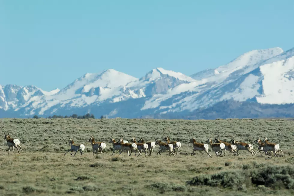 Mapping Project Shows Big Game Migrations In Wilderness Areas [VIDEO]