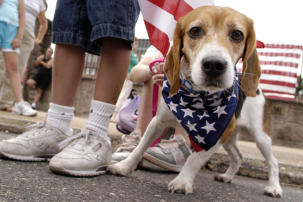 Tips To Keep Pets Safe Over Independence Day