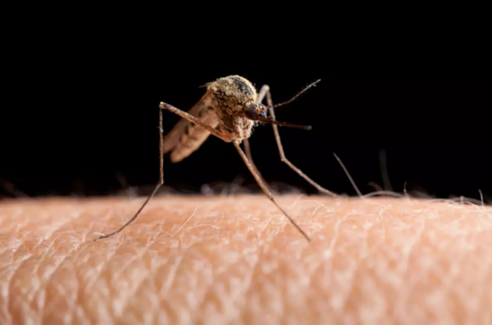 West Nile in Mosquitoes
