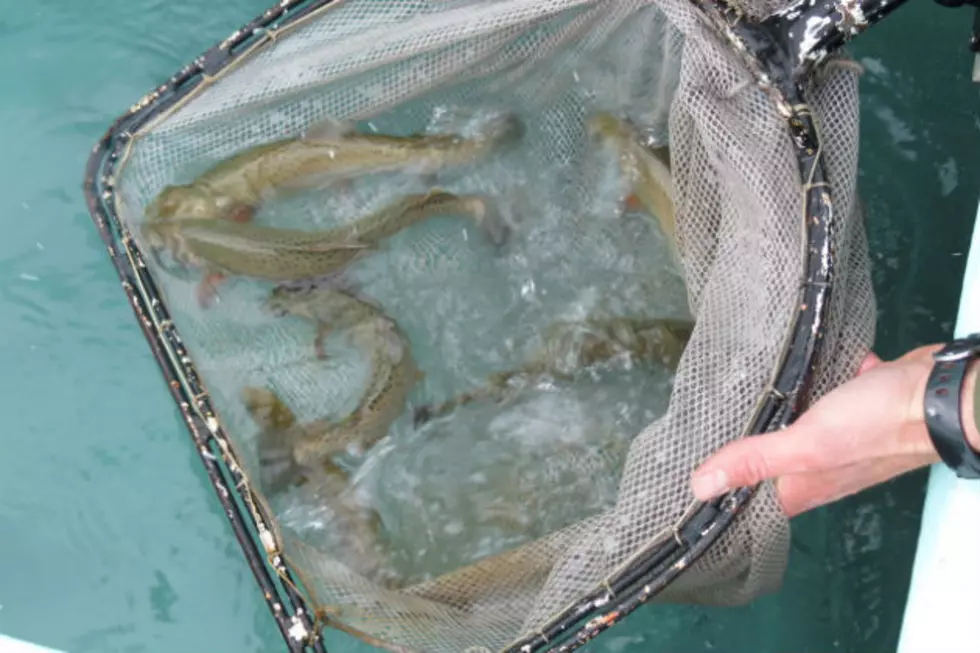 Cutthroat Trout Stocked in Two Laramie Plains Lakes [VIDEO]