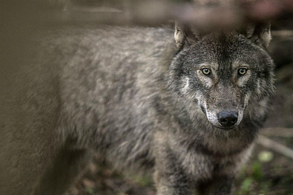 House Drops Legal Protections for Gray Wolves