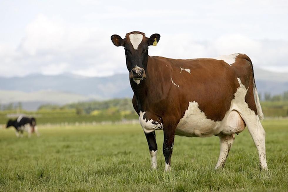 Modified Dairy Cows Produce Human Milk in China
