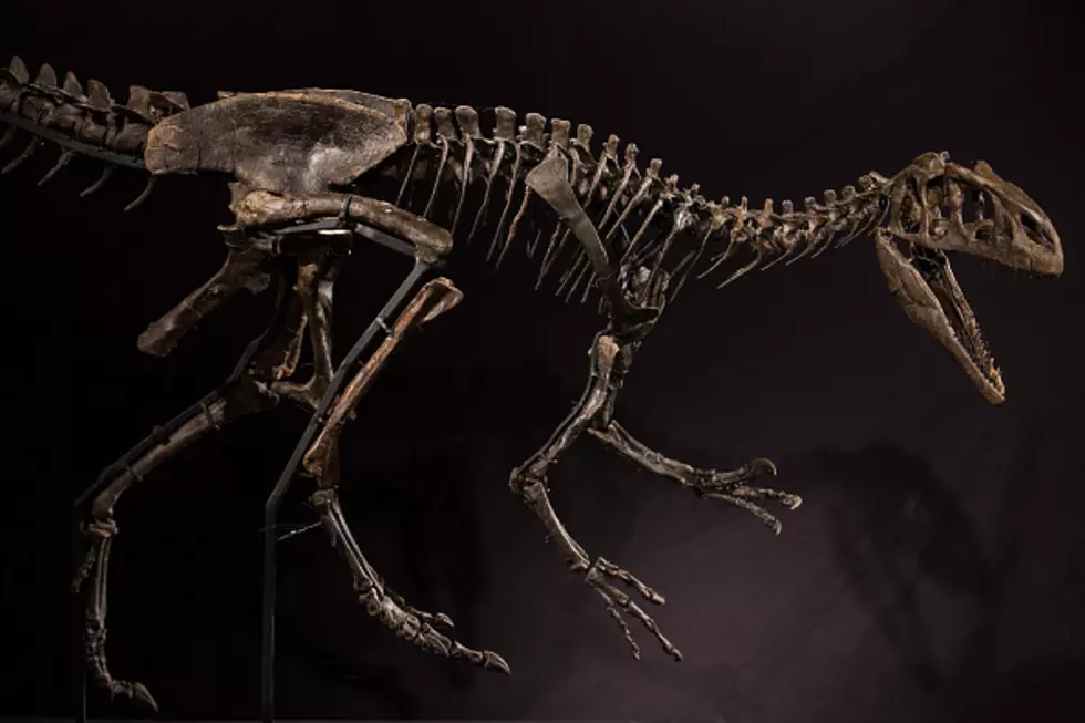 UW Investigates How Life Bounced Back After Dinosaur Extinction