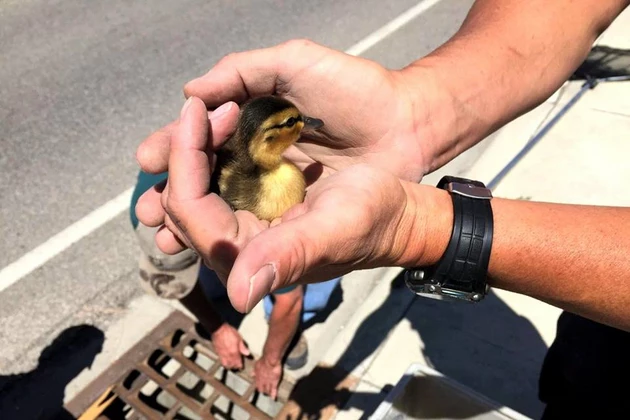 Cody Police Department Rescues Adorable Ducklings