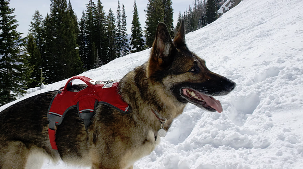These Working Dogs in Jackson Hole Will Warm Your Heart 
