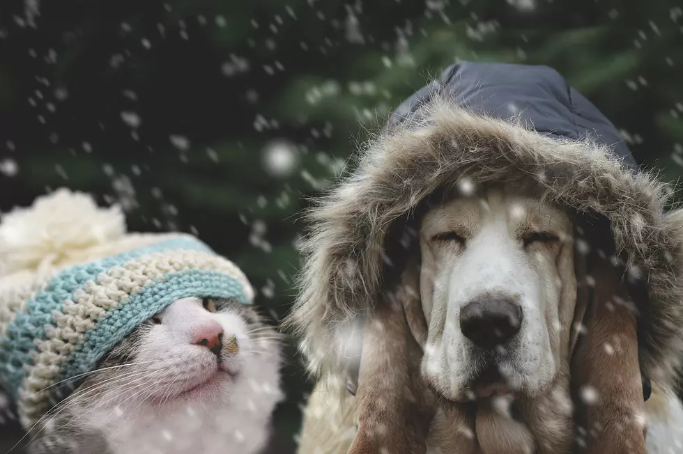 5 Tips for Keeping Your Dog Warm and Safe This Winter